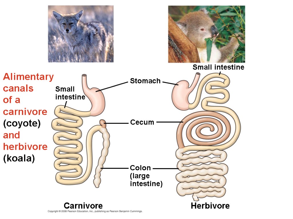 Alimentary canals of a carnivore (coyote) and herbivore (koala) Cecum Small intestine Herbivore Carnivore